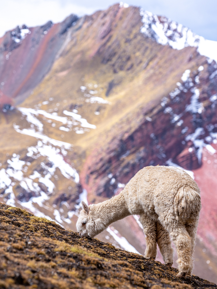Alpaca Peru